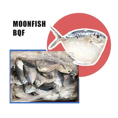 BQF سمكة القمر