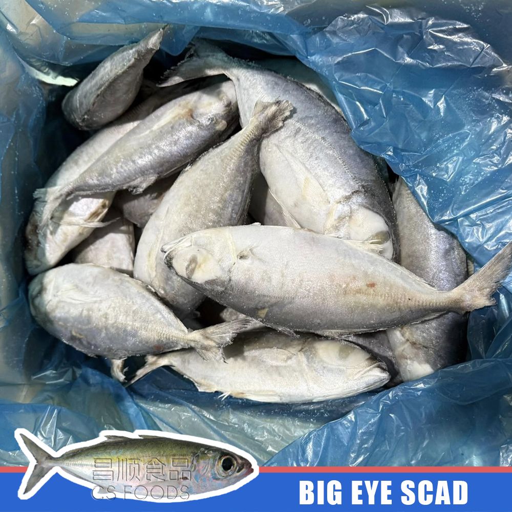 big eye scad big eye scad