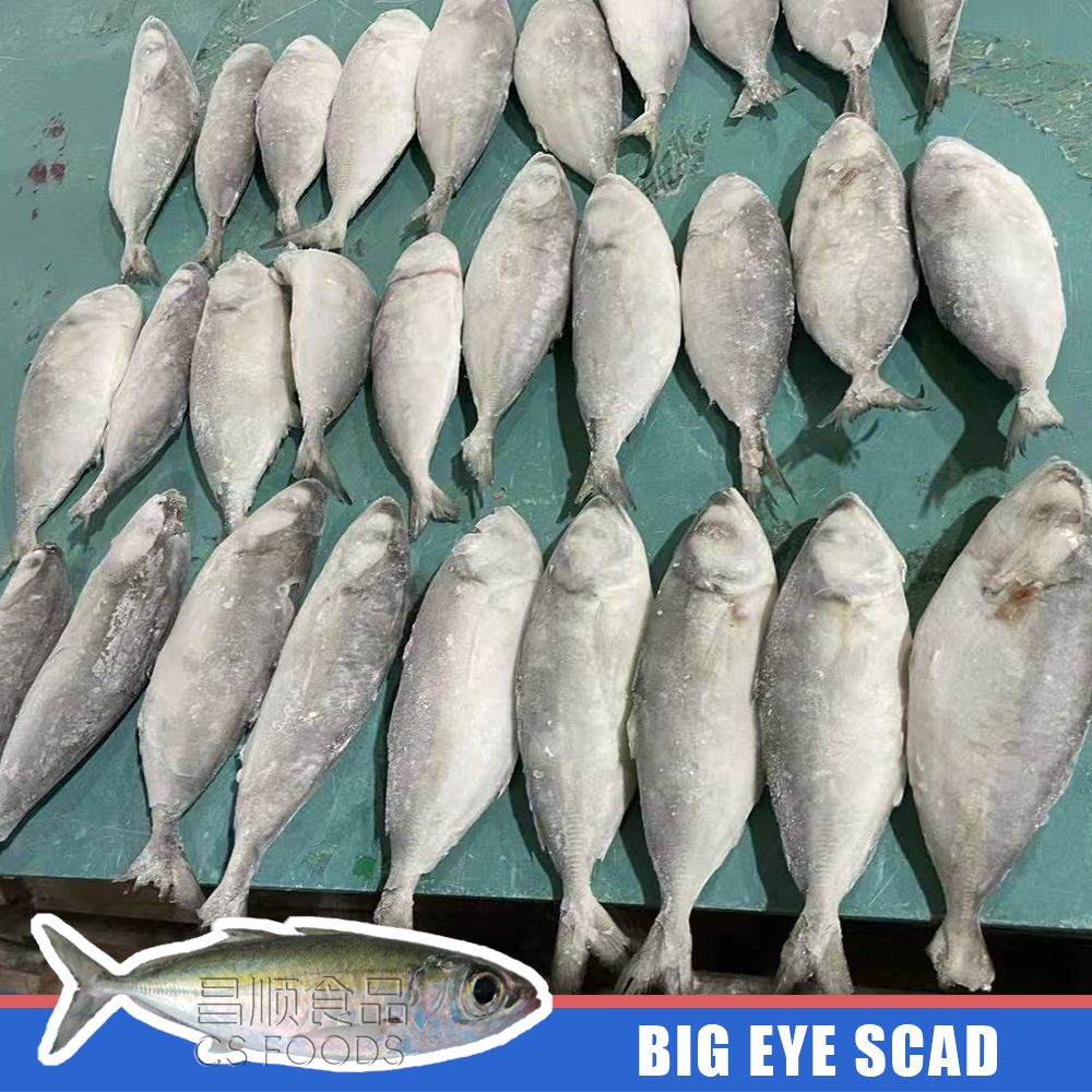 big eye scad big eye scad