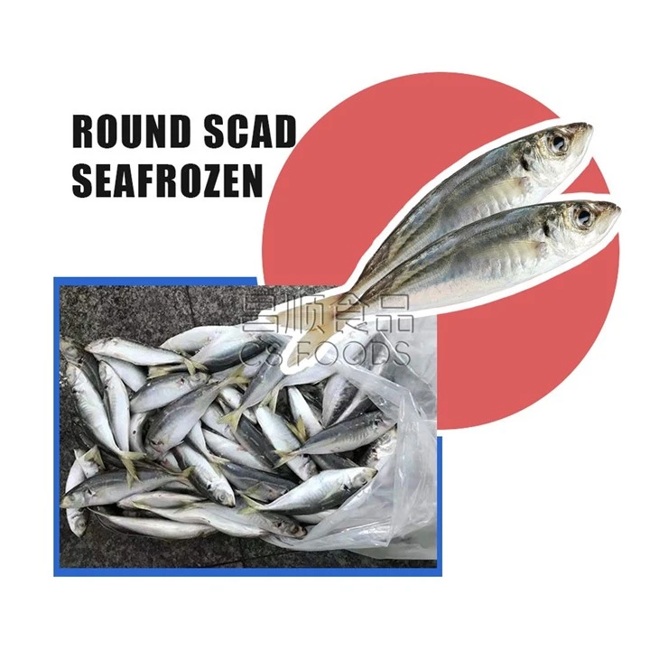 Bulk Seafrozen Round Scad